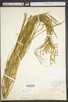 Carex torta by WV University Herbarium