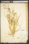 Carex torta by WV University Herbarium