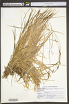 Carex torta by WV University Herbarium