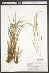 Carex torta by WV University Herbarium