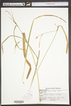 Carex torta by WV University Herbarium