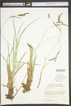 Carex torta by WV University Herbarium