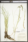 Carex torta by WV University Herbarium