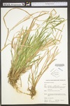 Carex torta by WV University Herbarium