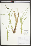 Carex torta by WV University Herbarium