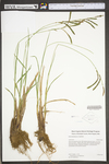 Carex torta by WV University Herbarium