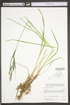 Carex torta by WV University Herbarium