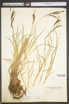 Carex torta by WV University Herbarium