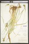 Carex torta by WV University Herbarium