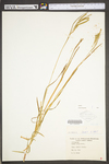 Carex torta by WV University Herbarium