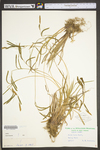 Carex torta by WV University Herbarium