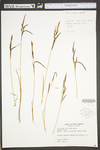 Carex torta by WV University Herbarium