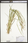 Carex torta by WV University Herbarium