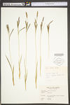 Carex torta by WV University Herbarium