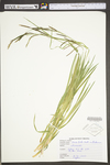 Carex torta by WV University Herbarium