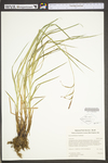 Carex torta by WV University Herbarium