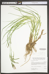 Carex torta by WV University Herbarium