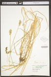 Carex tribuloides by WV University Herbarium