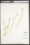 Carex tribuloides by WV University Herbarium