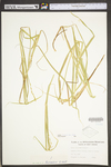 Carex tribuloides by WV University Herbarium