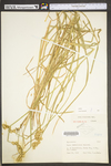 Carex tribuloides by WV University Herbarium