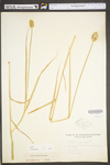 Carex tribuloides by WV University Herbarium