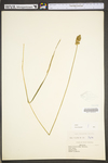 Carex tribuloides by WV University Herbarium