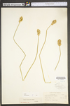 Carex tribuloides by WV University Herbarium