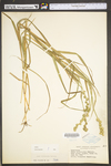 Carex tribuloides by WV University Herbarium