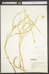 Carex tribuloides by WV University Herbarium