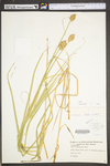 Carex tribuloides by WV University Herbarium