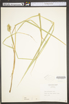 Carex tribuloides by WV University Herbarium