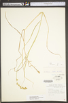 Carex tribuloides by WV University Herbarium