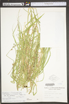 Carex tribuloides by WV University Herbarium