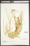 Carex tribuloides by WV University Herbarium