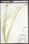 Carex tribuloides by WV University Herbarium