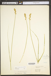 Carex tribuloides by WV University Herbarium