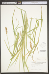 Carex tribuloides by WV University Herbarium