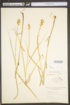 Carex tribuloides by WV University Herbarium