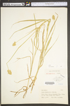 Carex tribuloides by WV University Herbarium