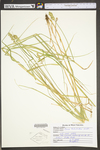 Carex tribuloides by WV University Herbarium