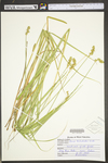 Carex tribuloides by WV University Herbarium