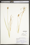 Carex tribuloides by WV University Herbarium