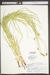 Carex tribuloides by WV University Herbarium