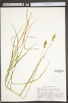 Carex tribuloides by WV University Herbarium