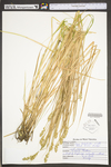 Carex tribuloides by WV University Herbarium