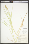 Carex tribuloides var. tribuloides by WV University Herbarium