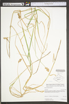 Carex tribuloides by WV University Herbarium