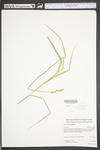 Carex tribuloides by WV University Herbarium