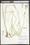 Carex tribuloides by WV University Herbarium